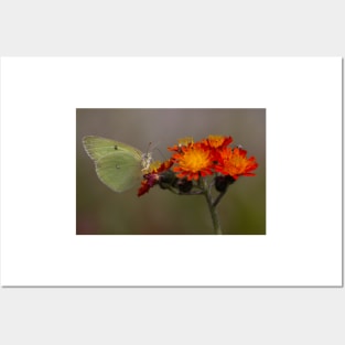 Sulphur butterfly - Algonquin Park, Canada Posters and Art